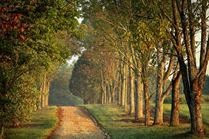 Roadway Prints: Roadway and fences on horse farm at sunrise, Oldham County, Kentucky