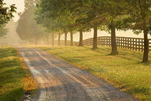 Roadway Prints: Roadway and fences on horse farm at sunrise on foggy morning, Oldham County, Kentucky