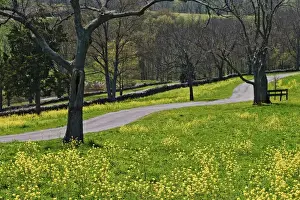 Mustard Prints: Roadway through mustard flowers, Shaker Village of Pleasant Hill, Kentucky