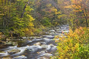 Images Dated 7th October 2009: Roaring Brook in
