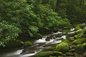 Images Dated 13th June 2006: Roaring Fork Creek, Great Smoky Mountains National Park, Tennessee