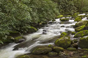 Roaring Fork flowing over moss covered boulders, Roaring Fork Motor Nature Trail