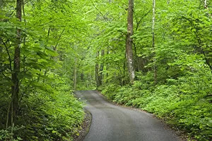 Images Dated 13th June 2006: Roaring Fork Motor Nature Trail, Great Smoky Mountains National Park, Tennessee
