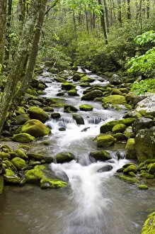 Images Dated 26th April 2008: Roaring Fork in spring along Roaring Fork Motor Trail, Great Smoky Mountains National Park