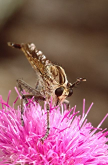 Images Dated 28th February 2007: Robber Fly Efferia Sp Southern Texas