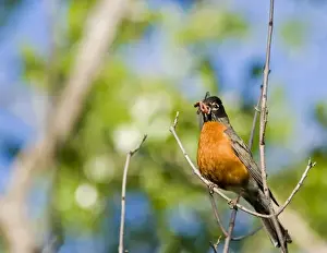 Robin Prints: Robin with mouthful of worms at Theodore Roosevelt National Park in North Dakota