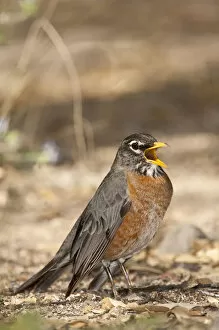 Images Dated 2nd May 2006: Robin Turdus migratorius South Eastern Arizona