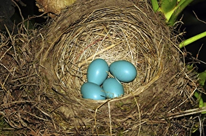Nest Prints: Robins Eggs, backyard, Portland, Oregon, USA