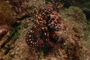 Queens Land Prints: Robust Day Octopus (Octopus cyanea) North Stradbroke Island, off of Queensland coast