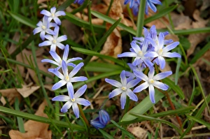 Images Dated 17th April 2005: Rochester, New York, blue wildflower