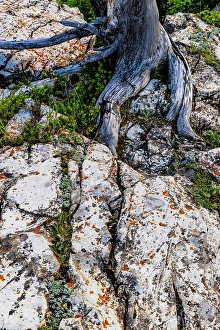 Lichen Prints: Rock art in Glacier National Park, Montana, USA. (Editorial Use Only)