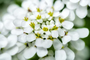 Rock cress, USA