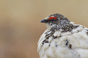 Images Dated 8th June 2014: Rock Ptarmigan