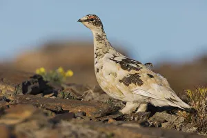 Sub Arctic Prints: Rock Ptarmigan, Arctic tundra