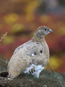 Rock Ptarmigan (Lagopus muta) in autumnal Tundra in the north west of Greenland. Greenland