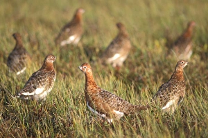 Images Dated 9th November 2005: rock ptarmigan, Lagopus mutus, in fall colors, central Arctic coastal plain, Arctic