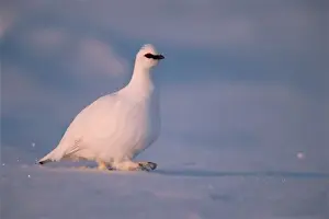 Ptarmigan Prints: rock ptarmigan, Lagopus mutus, walking in the Arctic National Wildlife Refuge, Alaska