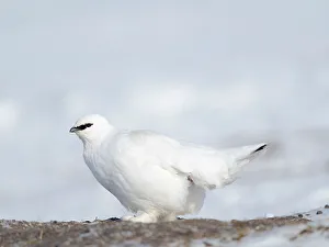 Ptarmigan Prints: Rock Ptarmigan, during winter in the tundra of Svalbard in Van Mijenfjorden National Park