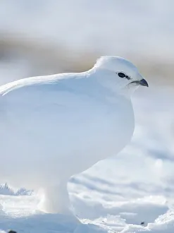 Ptarmigan Prints: Rock Ptarmigan, during winter in the tundra of Svalbard in Van Mijenfjorden National Park