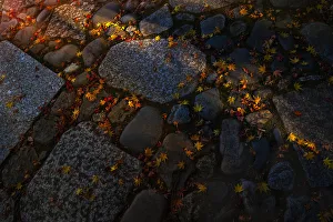 Prints of Rock walkway of fallen maple tree leaves Images Dated 2017 December: Rock walkway of fallen maple tree leaves