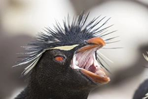 Rockhopper penguin (Eudyptes chrysocome), subspecies southern rockhopper penguin