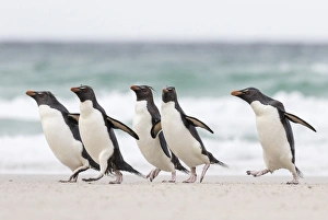 Rockhopper penguin (Eudyptes chrysocome), subspecies southern rockhopper penguin