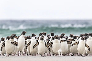 Rockhopper penguin (Eudyptes chrysocome), subspecies southern rockhopper penguin