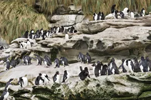Rockhopper Penguin (Eudyptes chrysocome), subspecies western rockhopper penguin