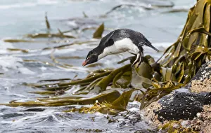 Climbing Prints: Rockhopper Penguin (Eudyptes chrysocome), subspecies western rockhopper penguin