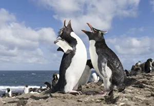 Rockhopper Penguin (Eudyptes chrysocome), subspecies western rockhopper penguin