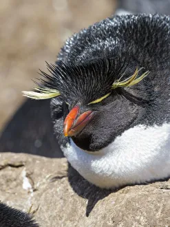 Images Dated 5th November 2017: Rockhopper Penguin (Eudyptes chrysocome), subspecies western rockhopper penguin