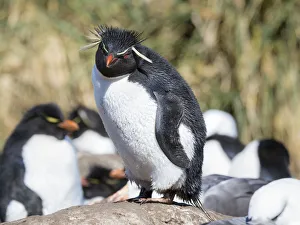 Rockhopper Penguin (Eudyptes chrysocome), subspecies western rockhopper penguin