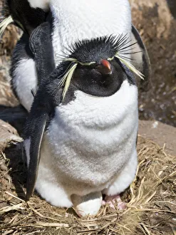 Malvinas Prints: Rockhopper Penguin (Eudyptes chrysocome chrysocome) on nest
