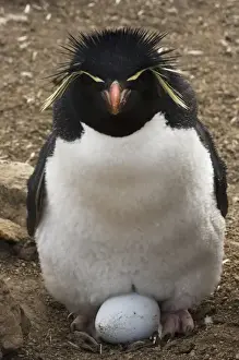 Images Dated 20th January 2010: Rockhopper Penguin (Eudyptes chrysocome chrysocome) Pebble Island. Off north coast