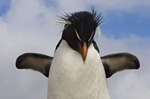 Rockhopper Penguin (Eudyptes chrysocome chrysocome) Pebble Island, off north coast of West Falkland
