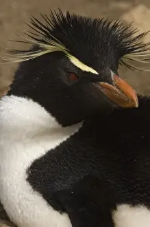 Rockhopper Penguin (Eudyptes chrysocome chrysocome) Pebble Island, off north coast of West Falkland