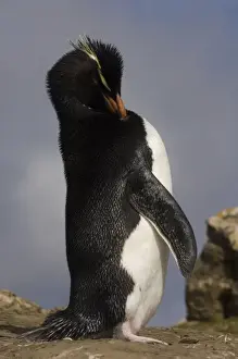 Rockhopper Penguin (Eudyptes chrysocome chrysocome) Pebble Island, off north coast of West Falkland