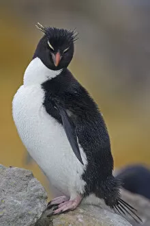 Images Dated 6th February 2006: Rockhopper Penguin, Fakland Islands