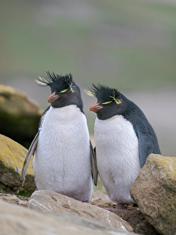 Flightless Prints: Rockhopper penguin during spring on Saunders Island, Falkland Islands