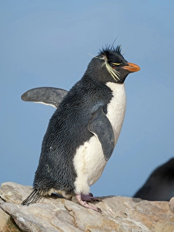 Flightless Prints: Rockhopper penguin during spring on Saunders Island, Falkland Islands