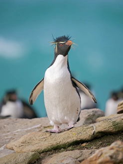 Flightless Prints: Rockhopper penguin during spring on Saunders Island, Falkland Islands