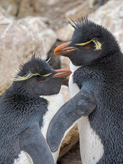 Flightless Prints: Rockhopper penguin during spring on Saunders Island, Falkland Islands