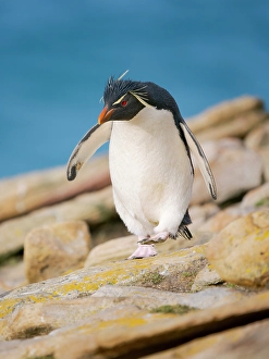 Flightless Prints: Rockhopper penguin during spring on Saunders Island, Falkland Islands