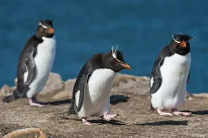 Vertebrate Prints: Three rockhopper penguins, Eudyptes chrysocome