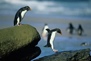 Falkland Prints: Rockhopper Penguins, (Eudyptes chrysocome), jumping, Saunders Island, Falkland Islands