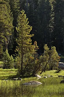 Rocks and grass at first light, Tuolumne Meadows, Yosemite National Park, California
