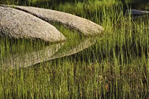 Sierra Prints: Rocks and grass at first light, Tuolumne Meadows, Yosemite National Park, California