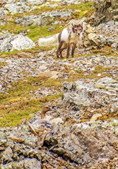 Mother Prints: Rocky coast, Arctic Ocean, Svalbard Islands