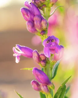Spruce Prints: Rocky Mountain beardtongue, Rocky Mountain penstemon, backyard gardens, New Mexico