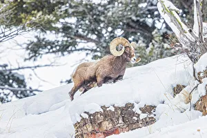 Lamar Valley Prints: Rocky Mountain Big Horn Sheep in the Lamar Valley of Yellowstone National Park